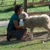 Vorbereitung der Schafe für die Arbeit mit Menschen
